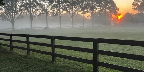 Sunrise over a misty field with a wooden fence and tall trees.