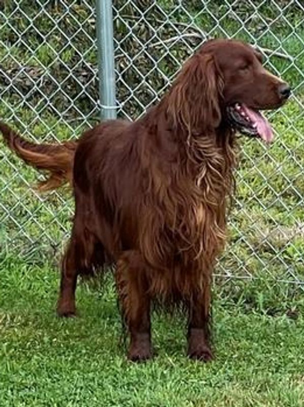 A brown Irish Setter dog standing on grass near a chain-link fence.