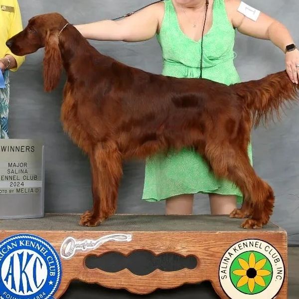 Irish Setter dog winning at Salina Kennel Club show 2024.