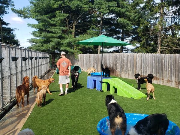 Pet Turf