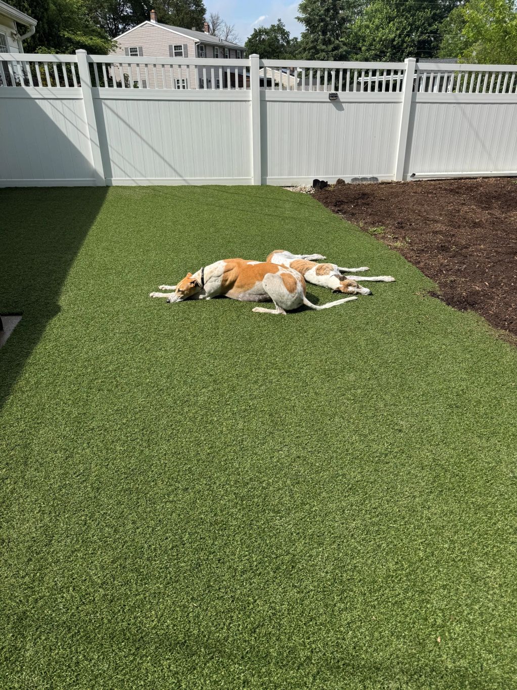 Dog lying on green grass in a fenced yard.