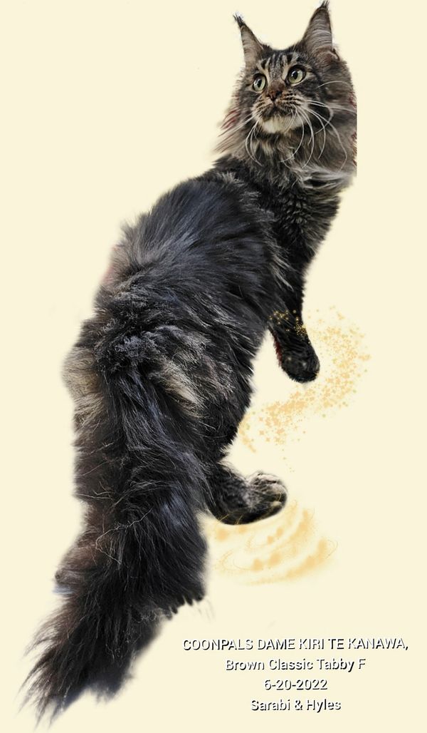 Majestic brown classic tabby Maine Coon cat with long fur looking alert.