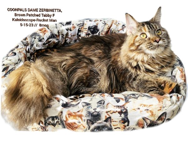 Brown patched tabby cat named Coonpals Dame Zerbinetta resting on a patterned bed.