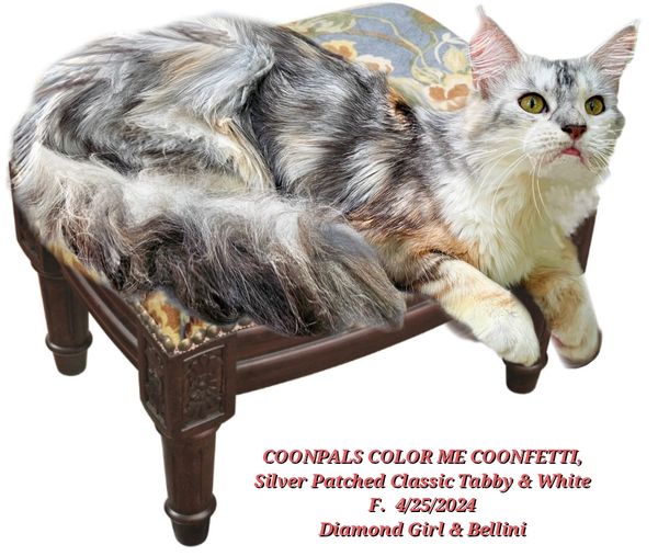 A silver patched classic tabby and white cat resting on a carved wooden stool.