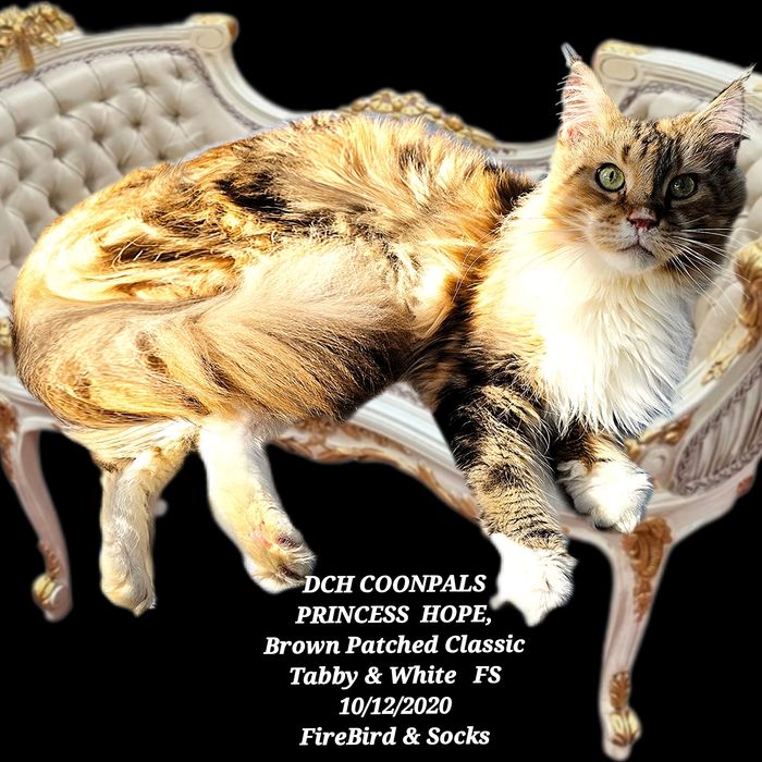 CH COONPALS PRINCESS HOPE had her leg with bone cancer amputated today.  We're trying to raIse funds