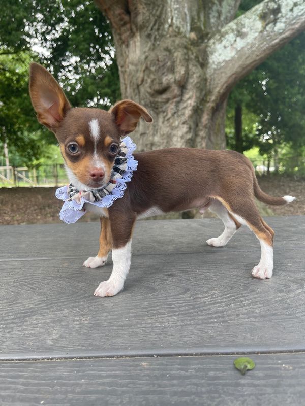 Small brown and white puppy with a frilly collar standing outdoors.