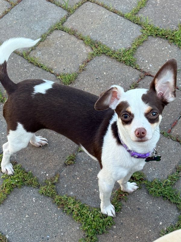 A small black and white dog with one ear up standing on a stone pavement.
