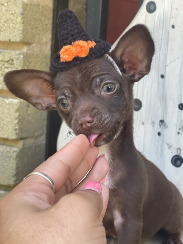 A small brown puppy wearing a tiny Halloween witch hat licking a person's finger.