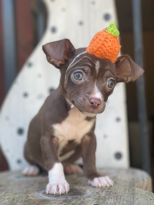 A small brown and white puppy wearing a knitted orange pumpkin hat.