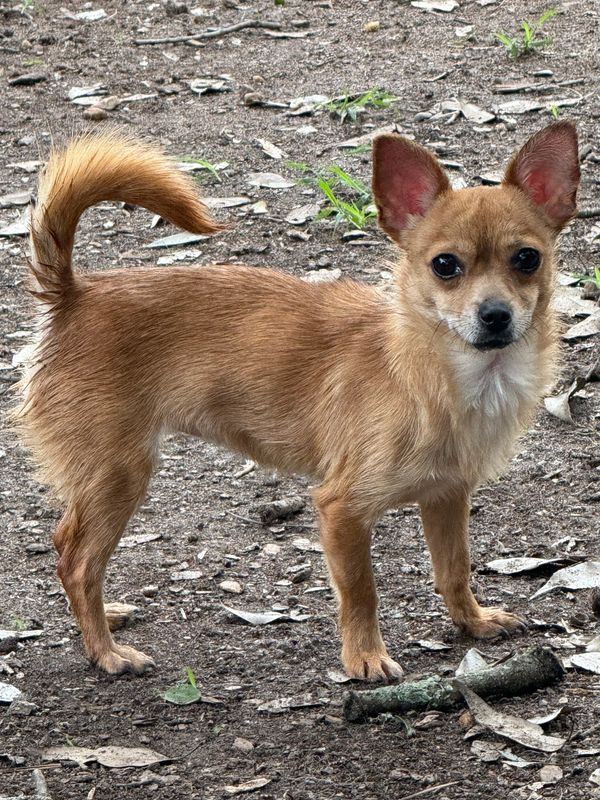 Small tan dog with curled tail standing on dirt ground.