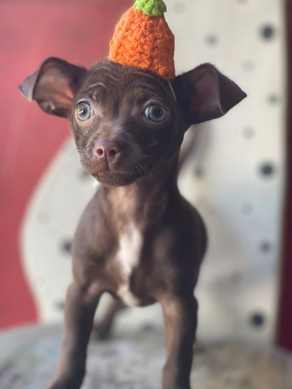 Small brown dog wearing a crocheted orange hat shaped like a carrot.