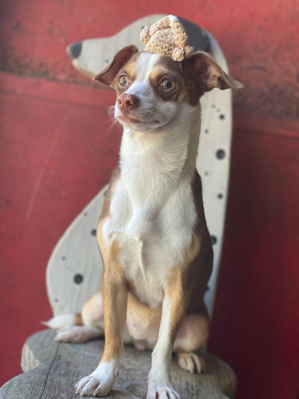 Small dog wearing a crocheted hat, sitting on a dog-shaped wooden bench.