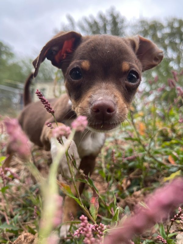 Close-up of a curious brown puppy in a garden with pink flowers.
