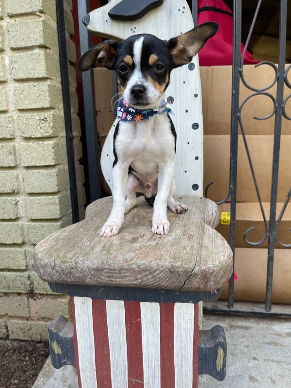 Small dog with big ears sitting on a wooden chair with red and white stripes.