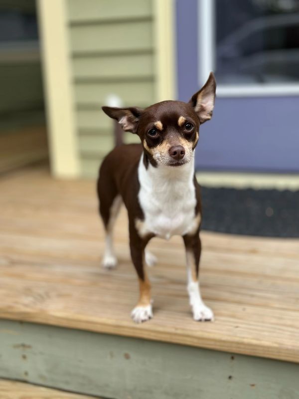 Small brown and white dog standing on wooden steps outside a house.