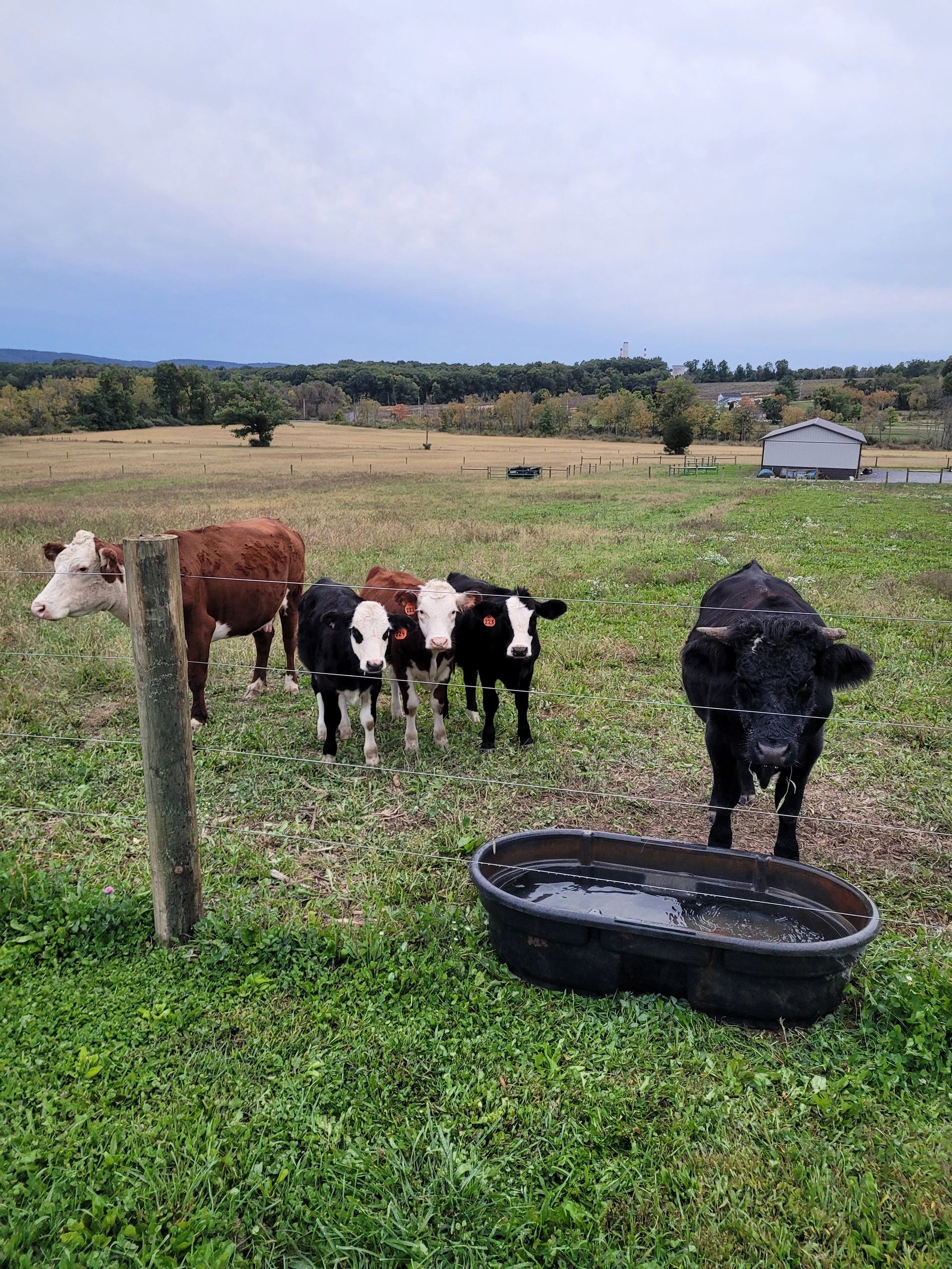 Our beef cows hanging out around the water tank.
