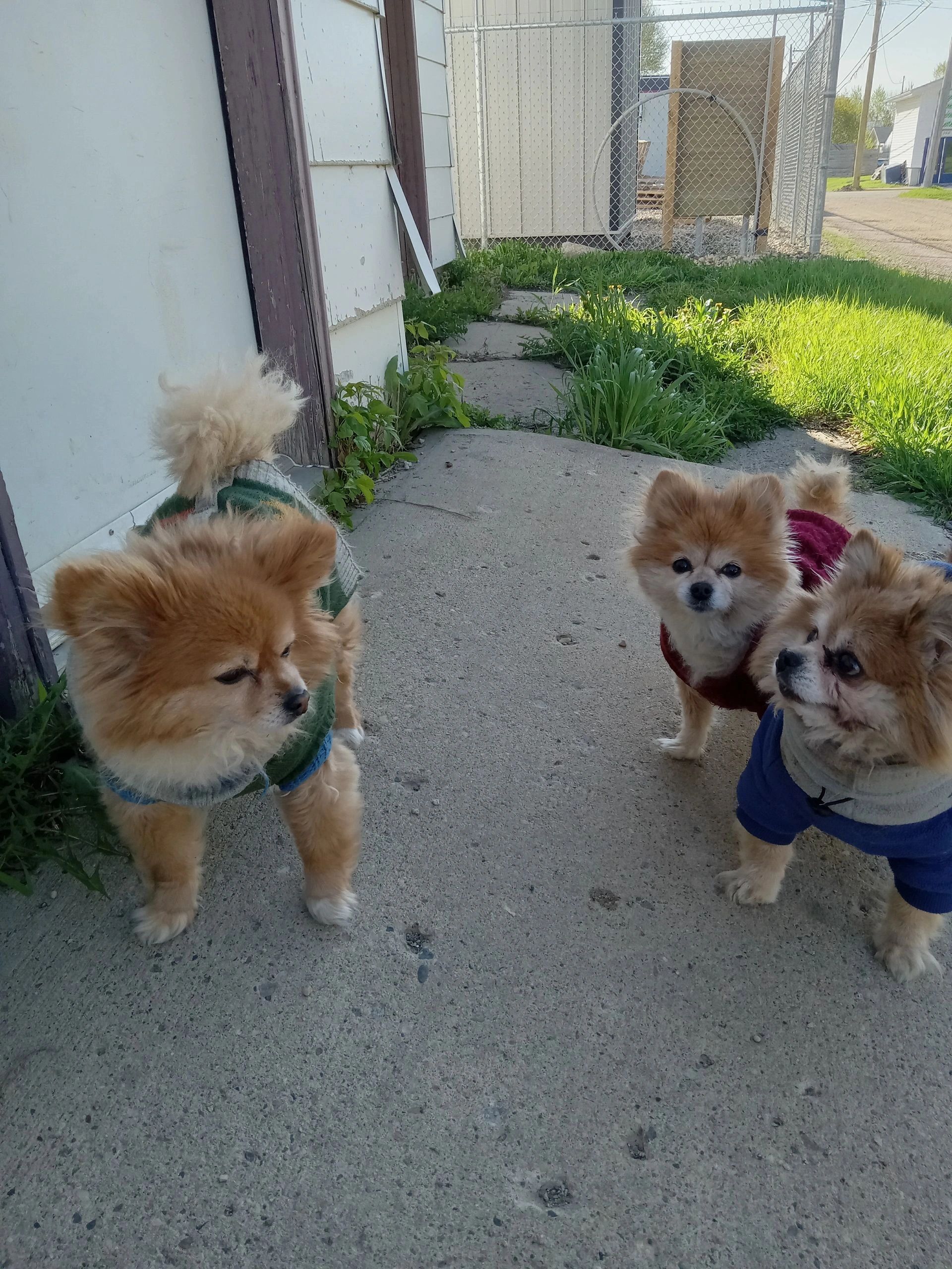 Our dogs at the store