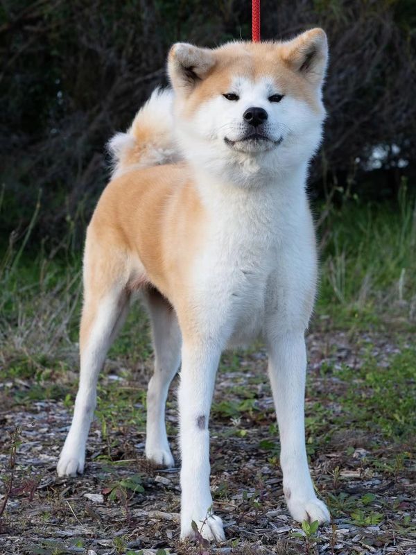 Aki No Kaze - Japanese Akita Inu Breeder Australia