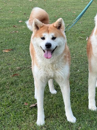 Adult Japanese Akita looking for new home