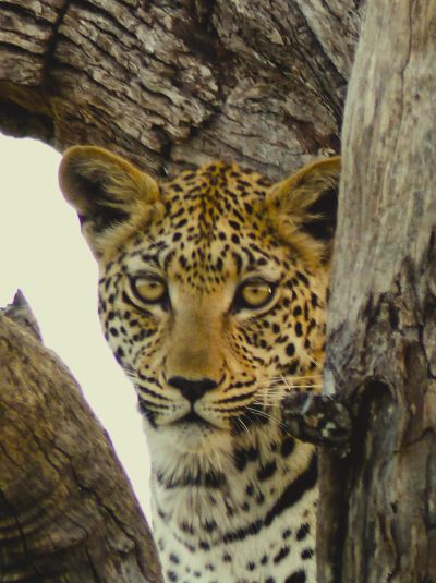 Leopard peeking through tree branches.