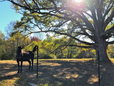 A black horse stands under a large tree in a sunlit field.