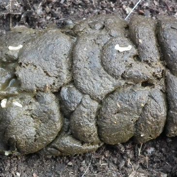 tapeworm segments in goat faeces