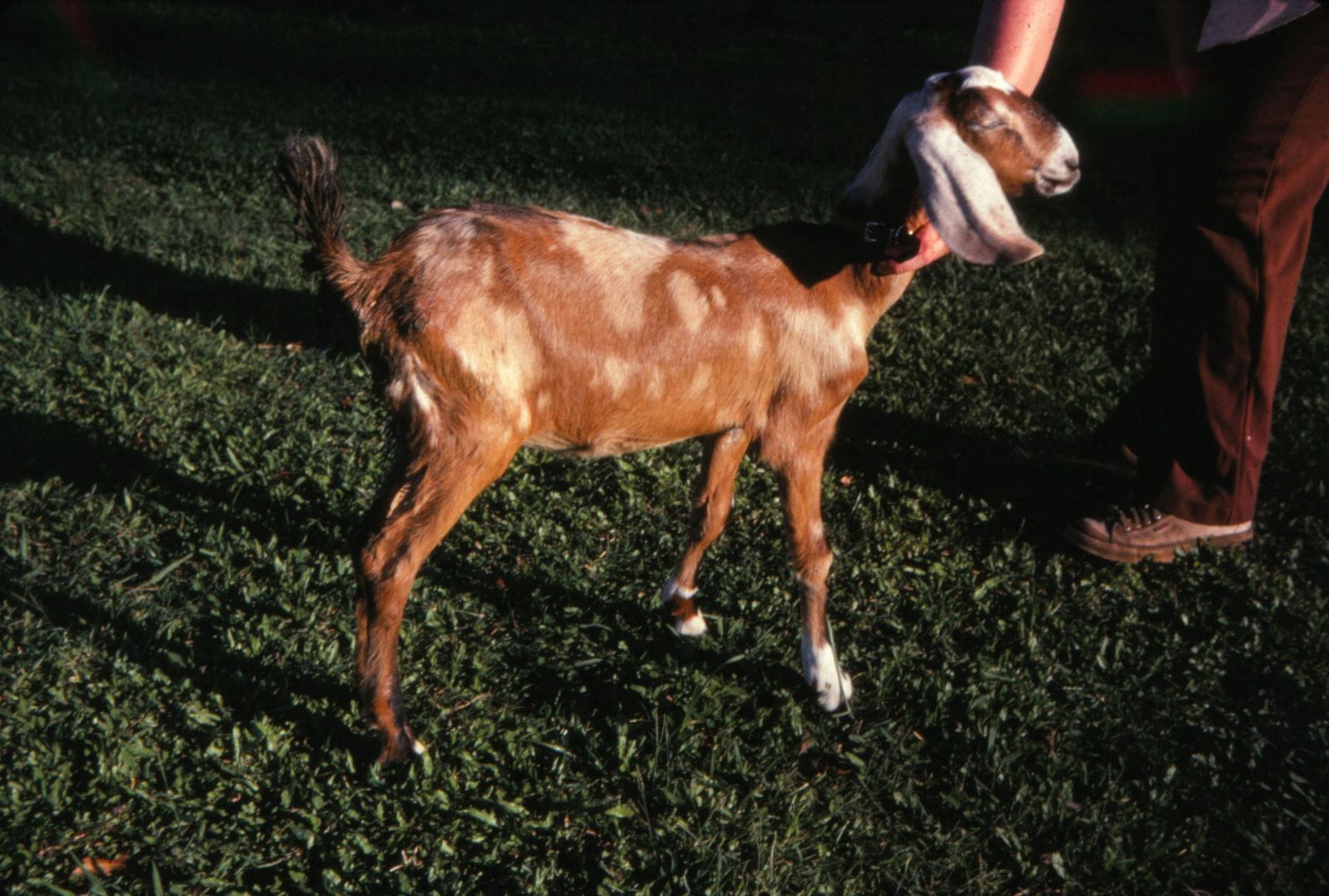 Anglo-nubian kid showing signs of scoruing or diarrhoea  