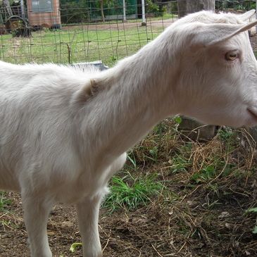 goat showing bottle jaw and thin due to worms 