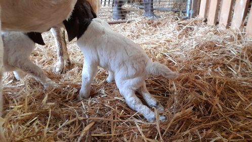 Contracted tendons in newborn goat kids