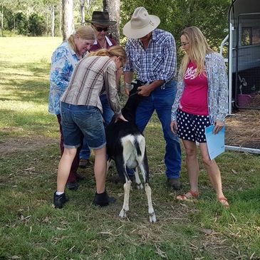 Dr Sandra Baxendell and other people feeling the back of a British alpine goat 
