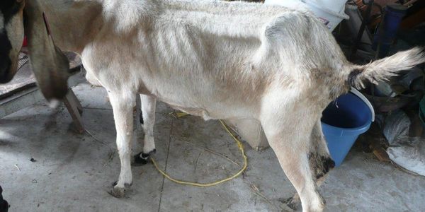 Anglo-Nubian doe showing wasting due to Johne's disease 