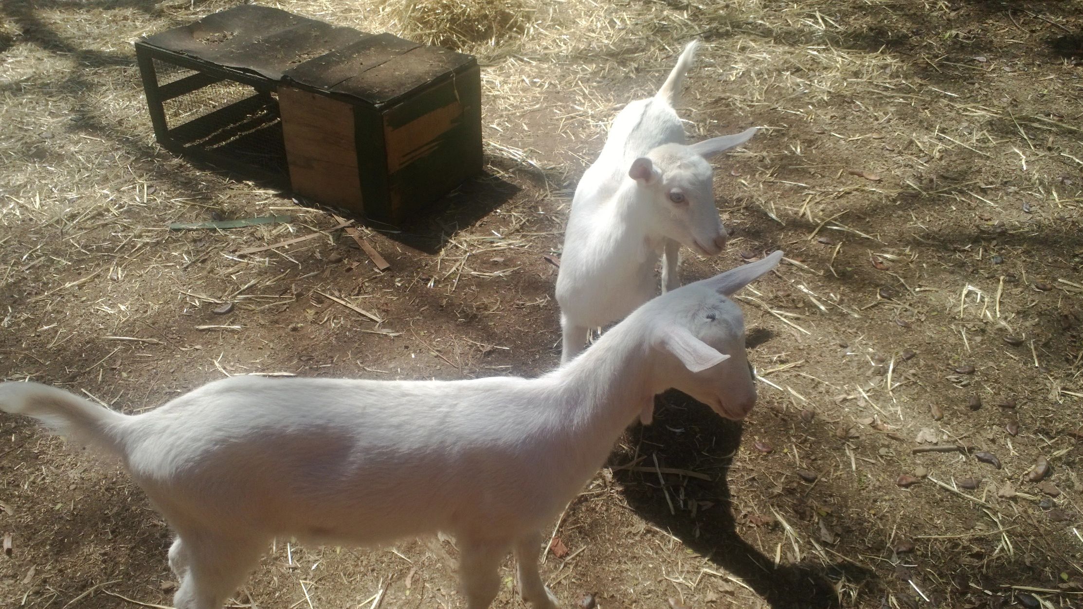 2 white Saanen goat kids