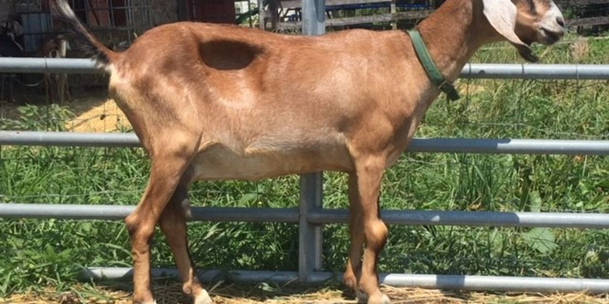 Nubian doe with enlarged carpus or knee joints , some swelling in other joints and wasting 