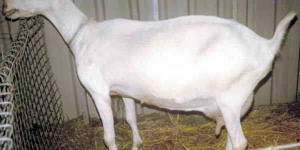 Saanen doe with CAE showing breathing with an open mouth 