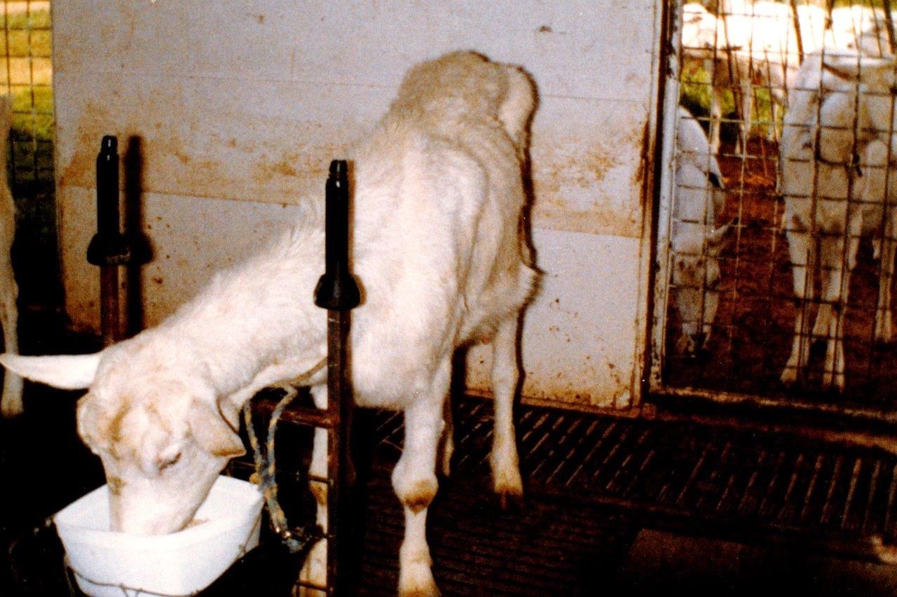 cause caprine arthritis encephalitis in goats cause caprine arthritis encephalitis in goats