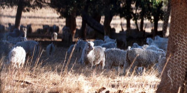 Angora goats 