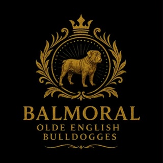Balmoral Olde English Bulldogges