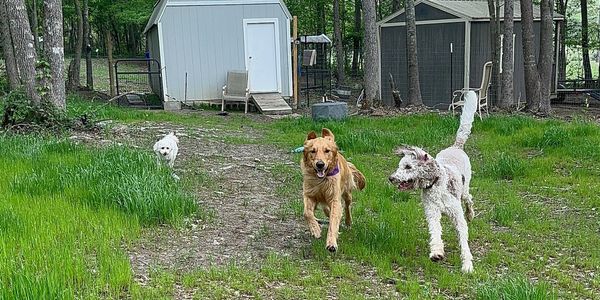 three dogs running in the back yard of a dog kennel