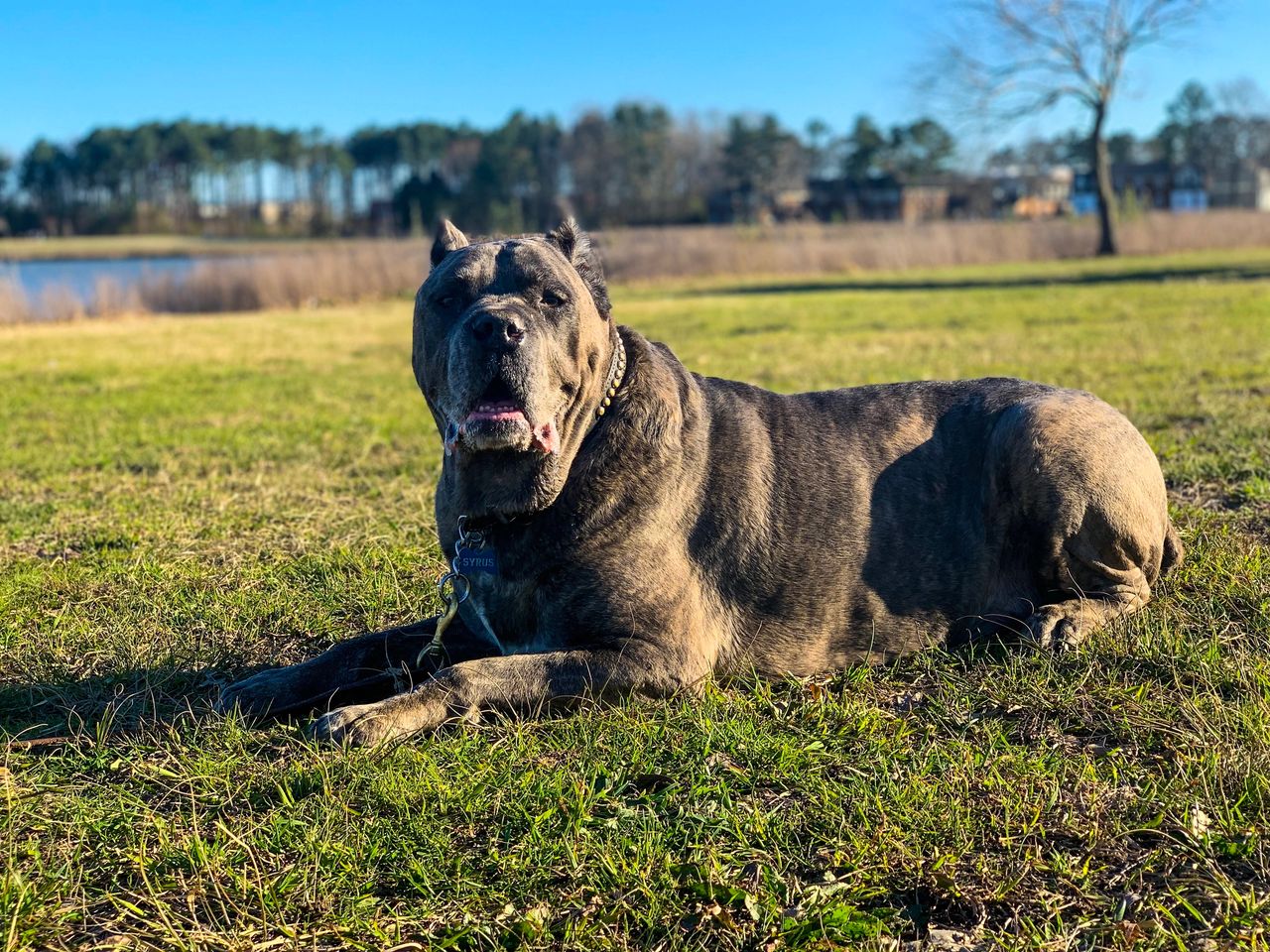 Syrus At His Turn Over