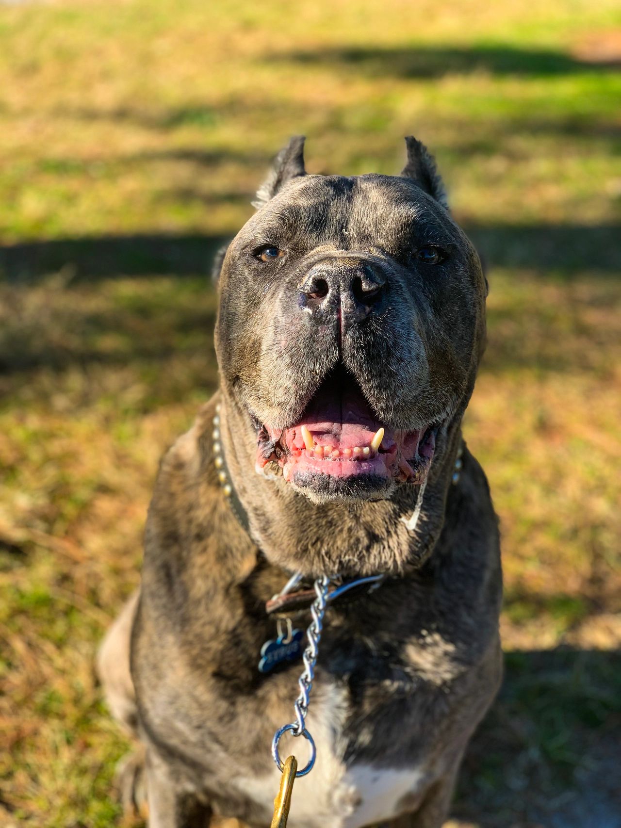 Syrus At His Turn Over