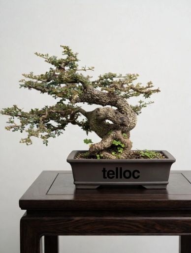 Twisted bonsai tree in a rectangular pot on a wooden table.