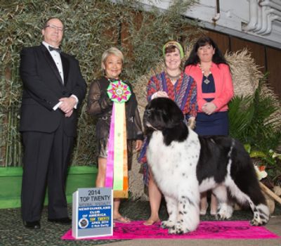 Newfoundland Show Dog