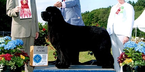 Newfoundland Breeding Siren