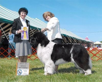 Newfoundland Champion Teddie James