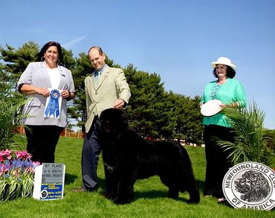 Newfoundland Show Dog Gibson