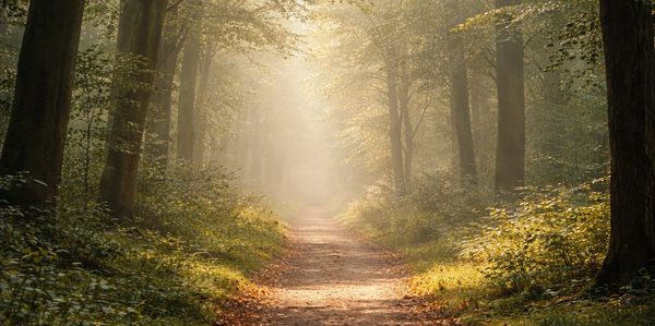 Sunlit forest path enveloped in morning mist and greenery.