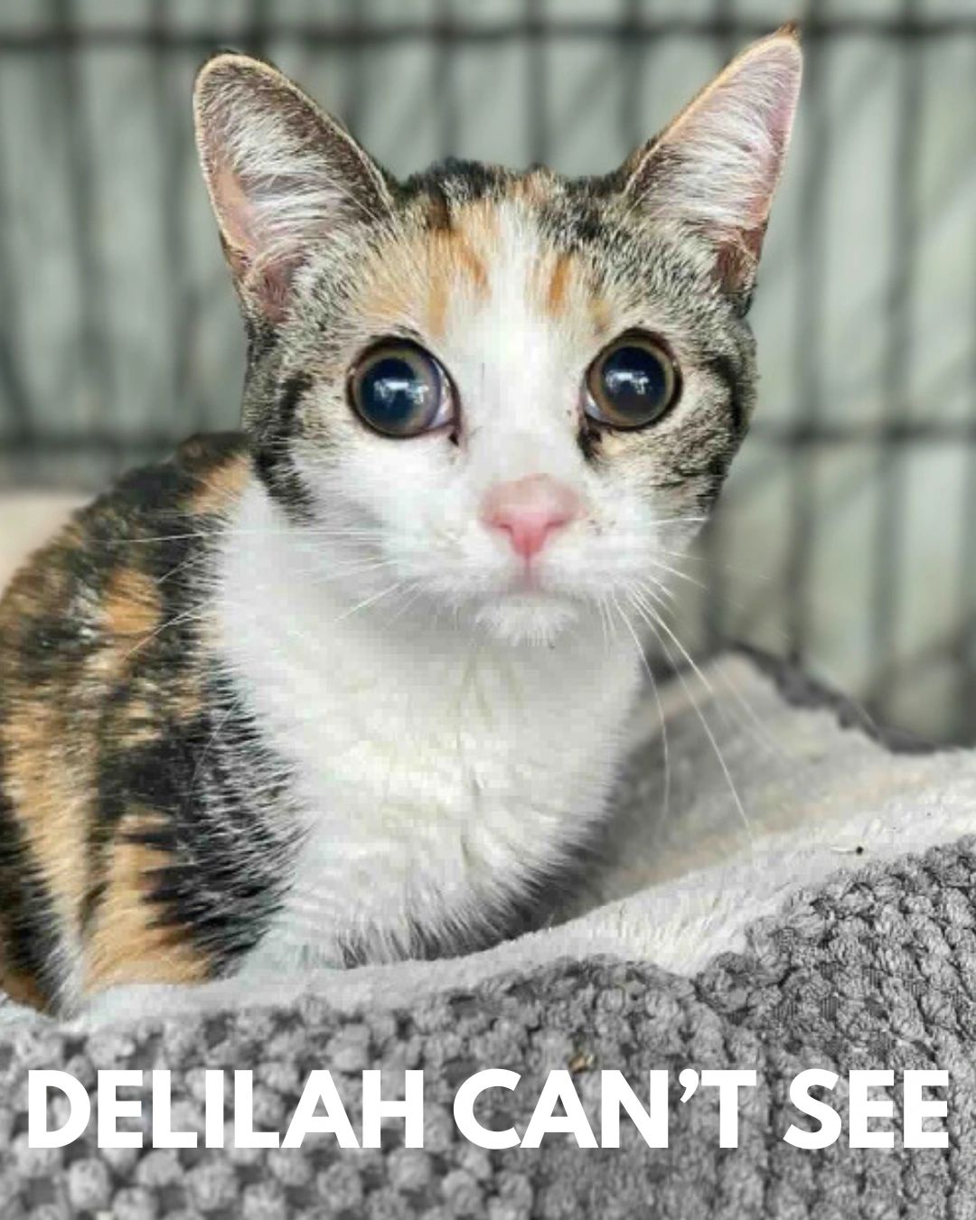 Close-up of a cat with unusually large eyes, captioned "Delilah Can't See".