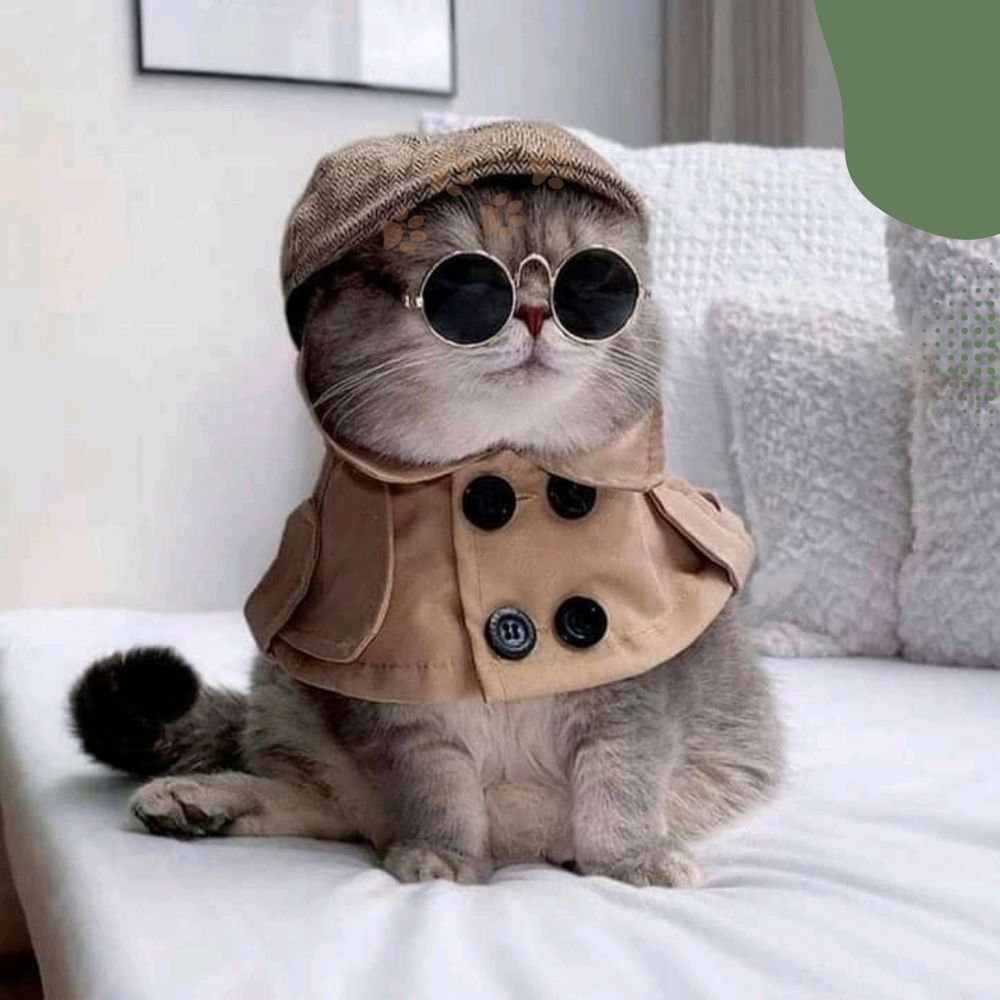 My Luxury Pets’ Collection