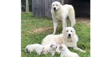 Great Pyrenees Breeding