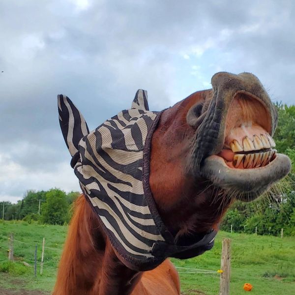 Horse is zebra print fly mask "smiles"
